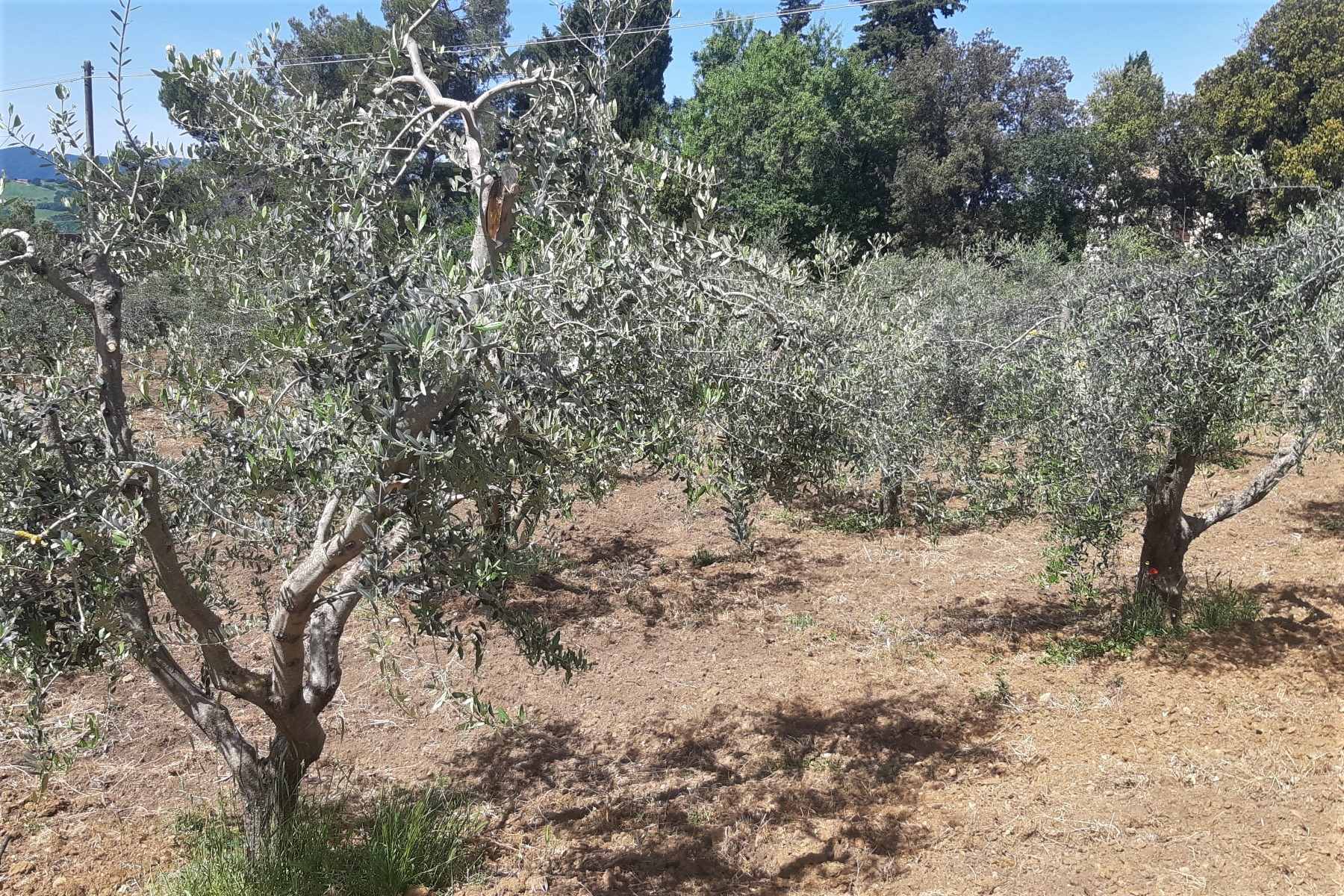 Italian olive oil, olive grove in Tuscany, Italy.