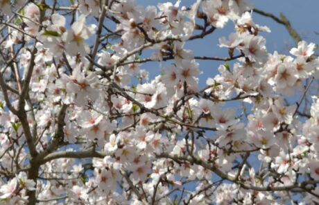 Vacation tips for Tuscany in March Spring vacation in Tuscany, Italy