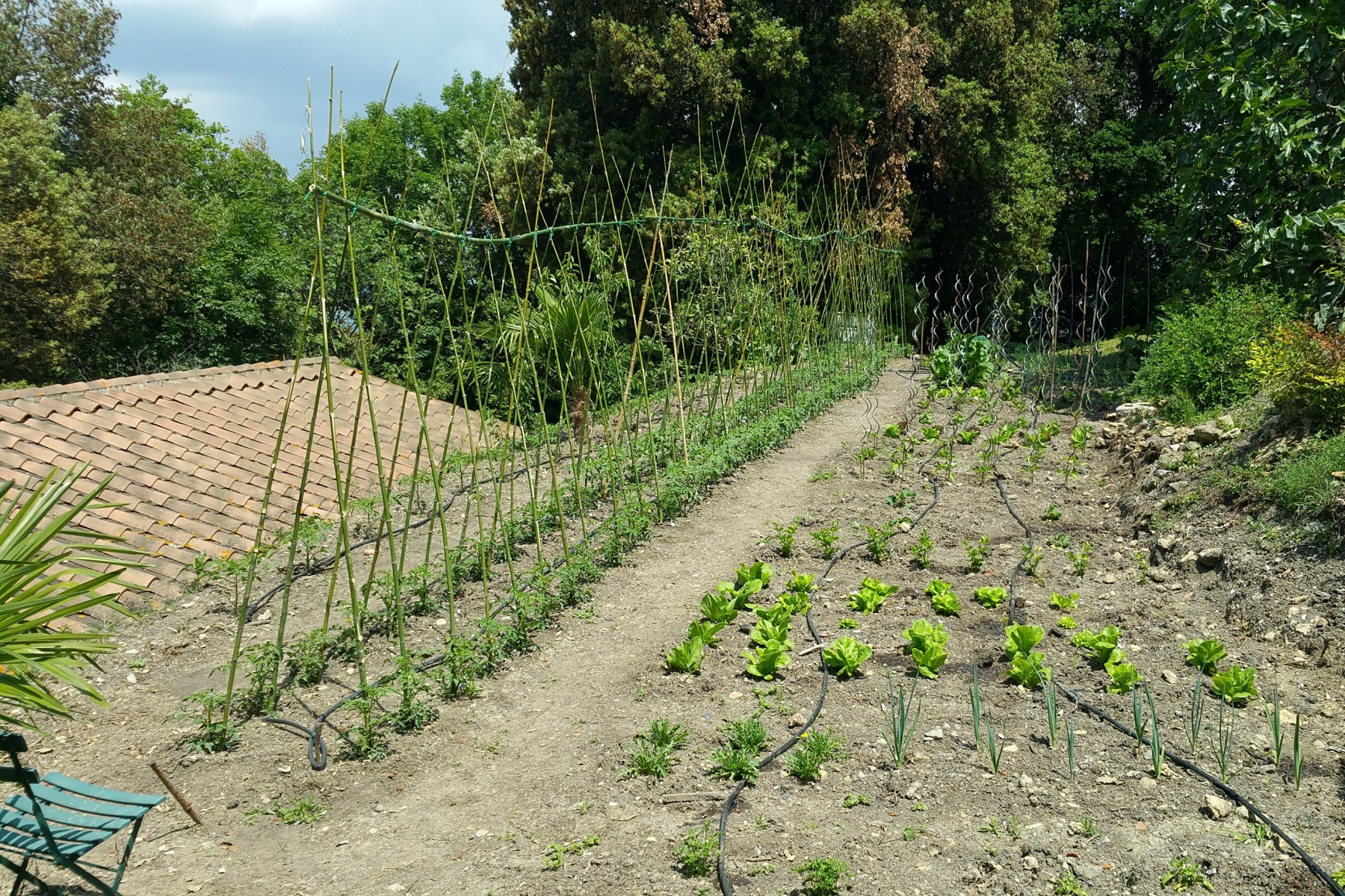 Organic vegetables in Tuscany Italy vegetable garden
