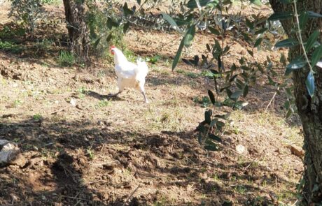 Italy, organic olive grove in Tuscany with hens. Olive oil from Italy: organic olive grove in Tuscany with hens.