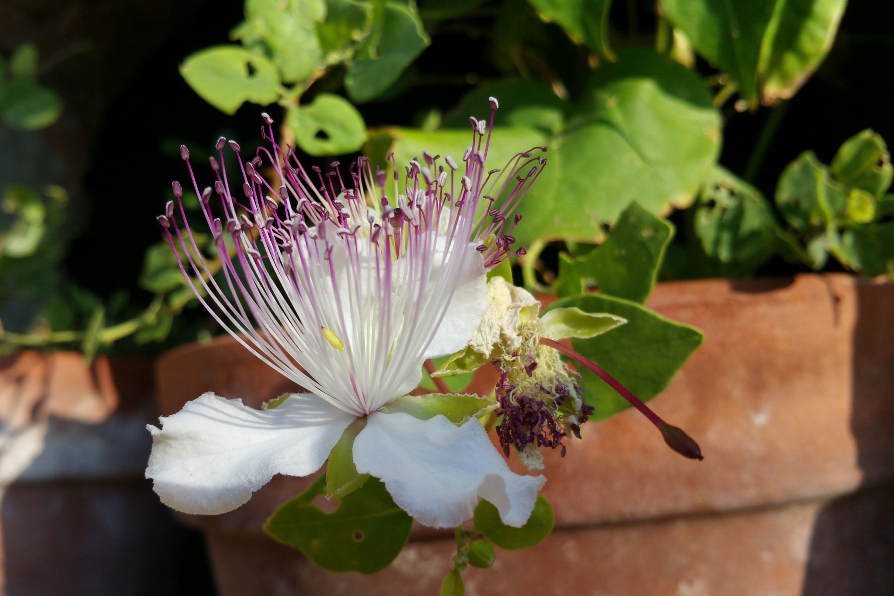 Organic fruits in Tuscany Italy: capers