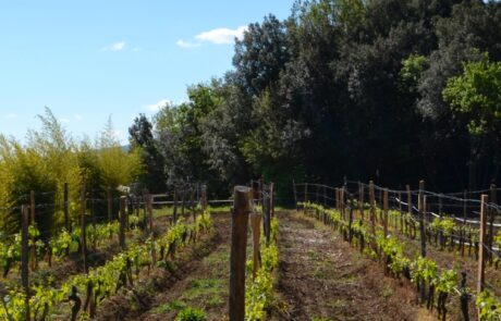 Weingut Toskana Italien Reben erstes Wachstum April