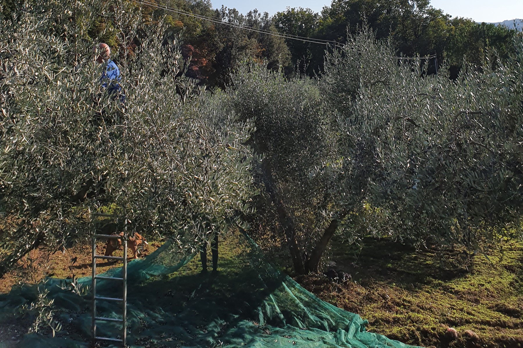 Olive oil from Italy: harvesting from a ladder in the olive grove in Tuscany.