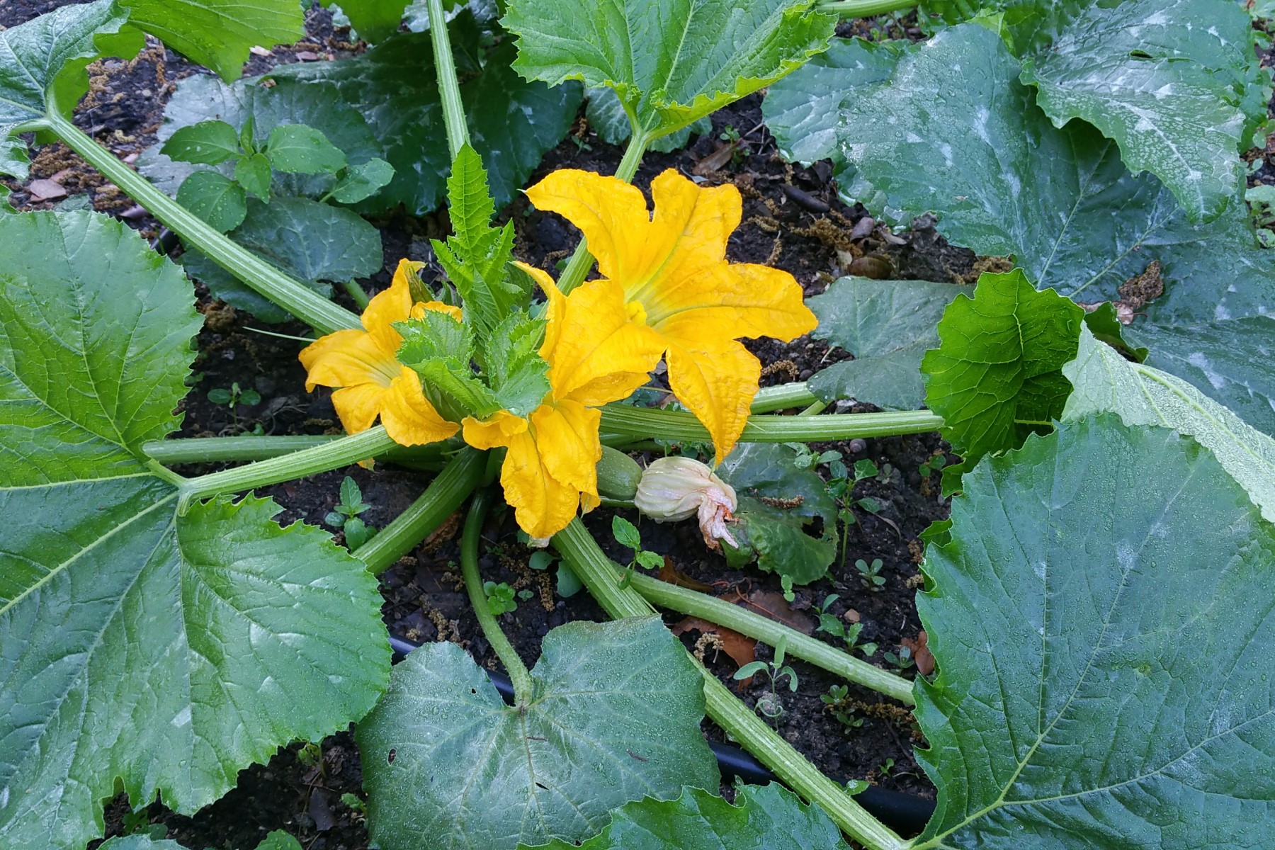 Organic vegetables in Tuscany Italy zucchini flowers