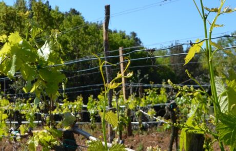 Weingut Toskana Italien neue Triebe wachsen Mai