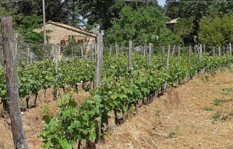 Weingut Toskana Italien neue Triebe wachsen Juni