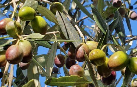 Olive oil: hand-harvesting of olives from a ladder in Tuscany. Olive oil from Italy: hand-harvesting of olives from a ladder in Tuscany.
