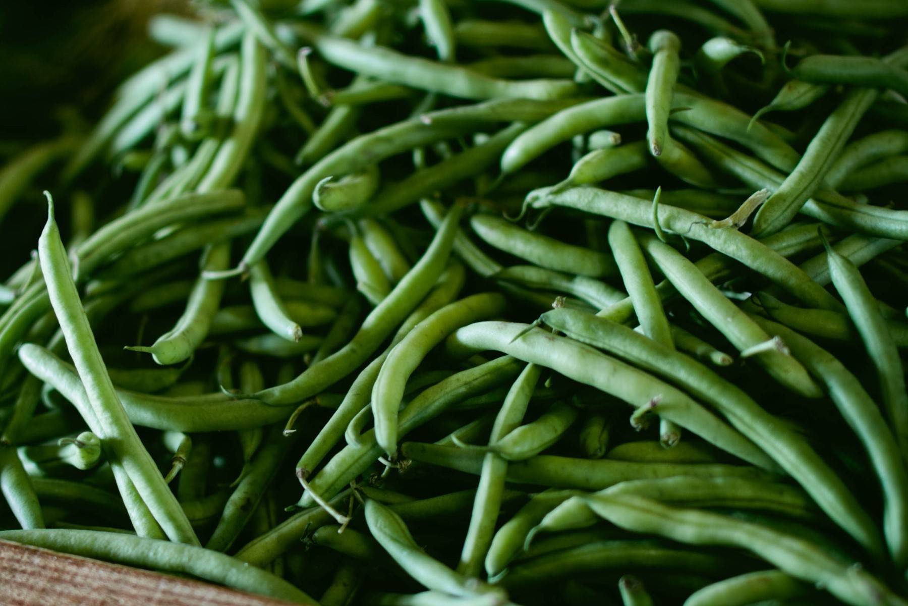 Organic vegetables in Tuscany Italy green beans