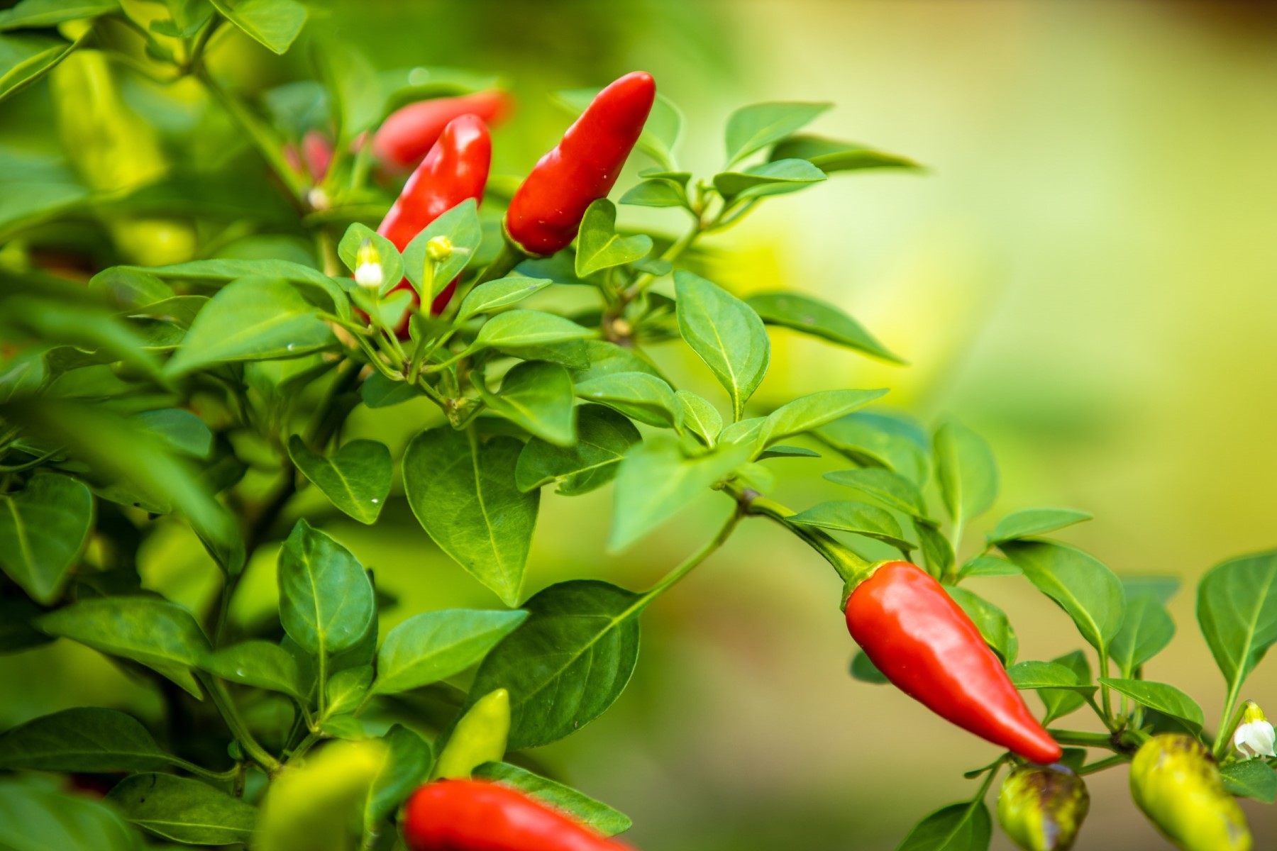 Organic vegetables in Tuscany Italy chili pepper (peperoncino)