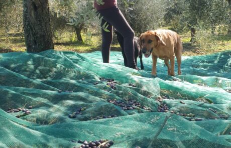 Olive oil from Italy: olive harvest with a dog. Olive oil from Italy: olive harvest with a person and a dog.
