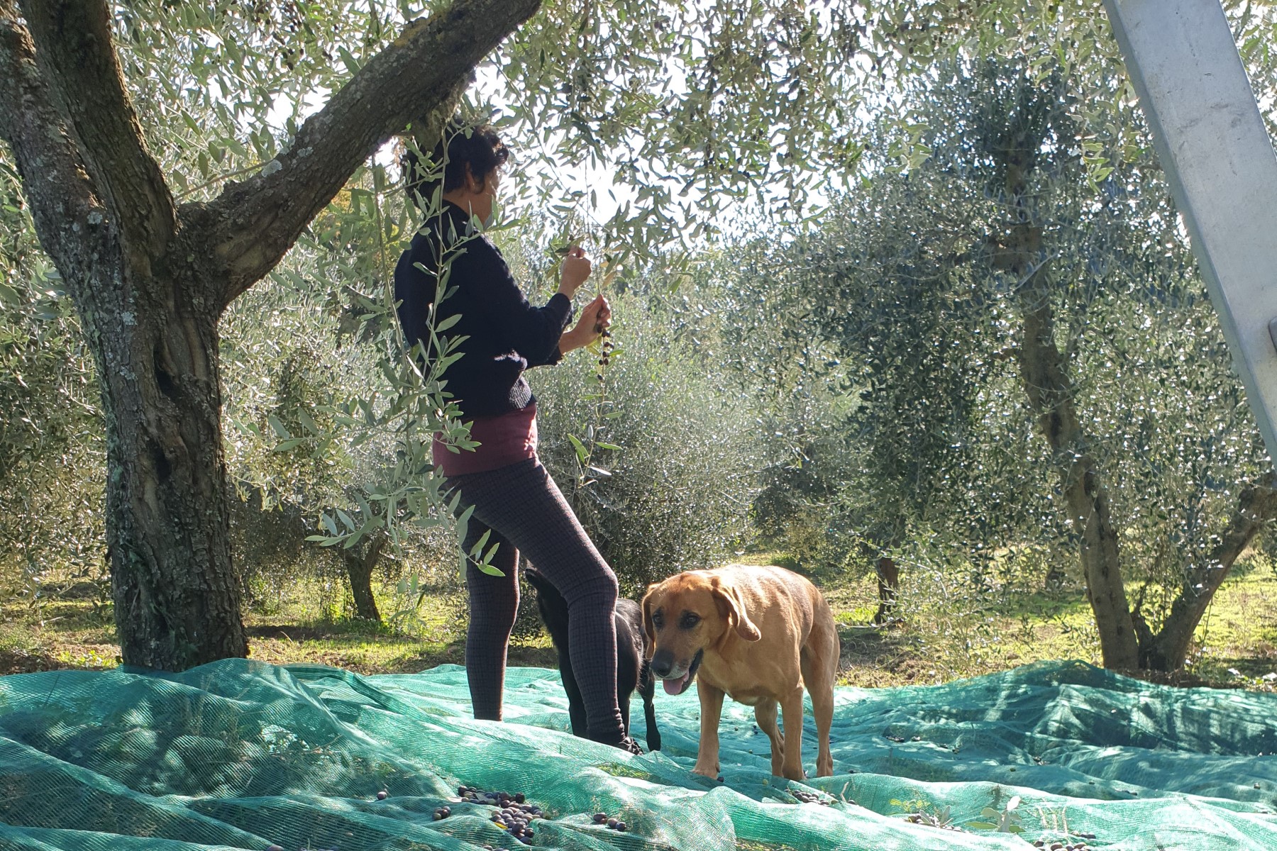 Olive oil from Italy: olive harvest with a person and a dog.