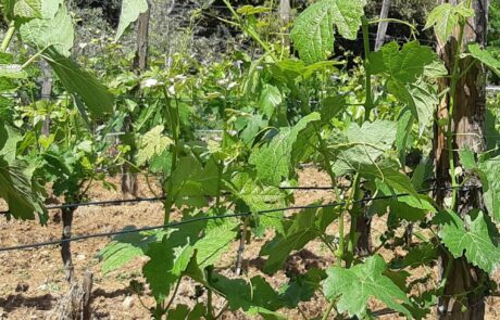 Weingut Toskana Chianti Längenwachstum der Triebe im Juni