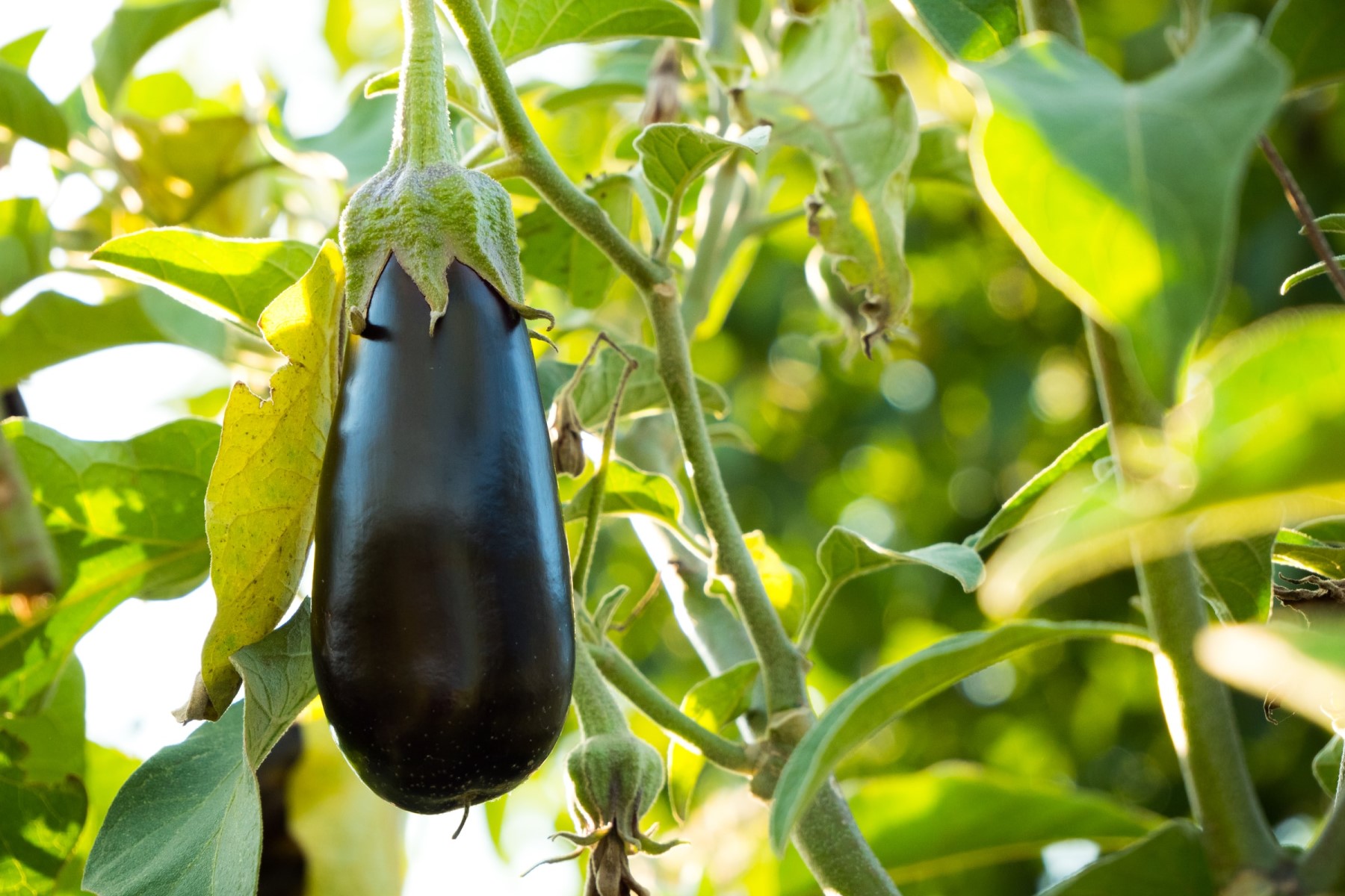 Organic vegetables in Tuscany Italy eggplants