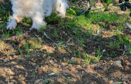 Dog in the organic olive grove in Tuscany, Italy. Dog in the organic olive grove in Tuscany, Italy.