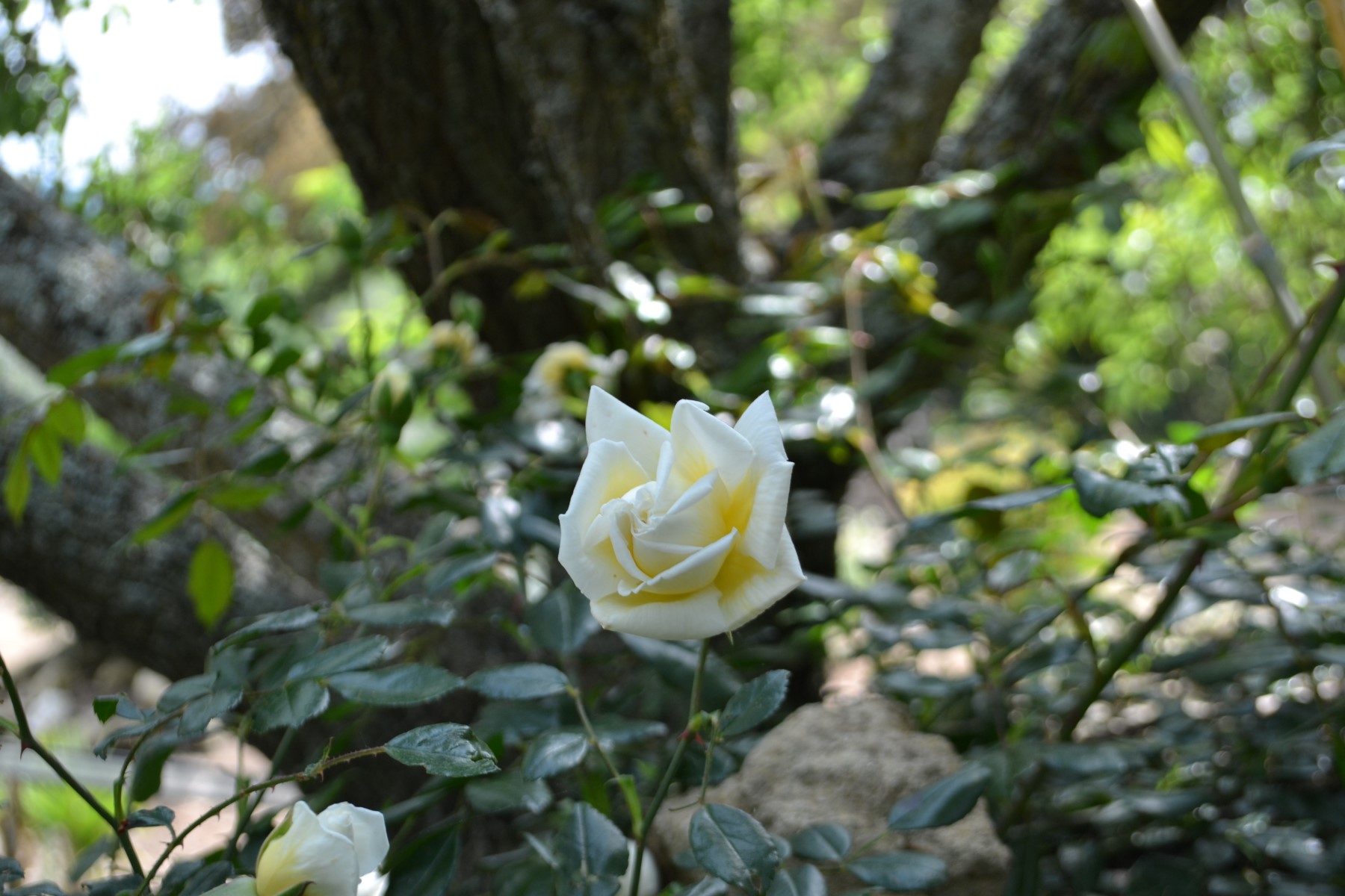 Spring vacation in Tuscany in a holiday home