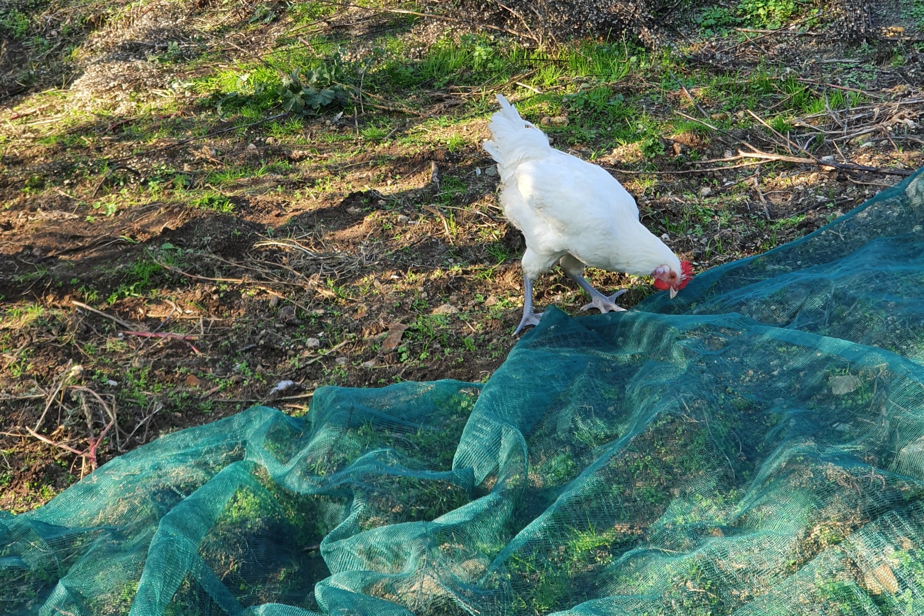 Olive oil from Tuscany, Italy: a hen in the olive grove during the olive harvest.