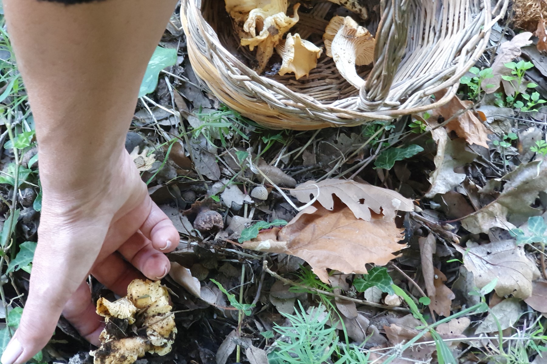 Organic vegetables in Tuscany Italy mushrooms in the forest