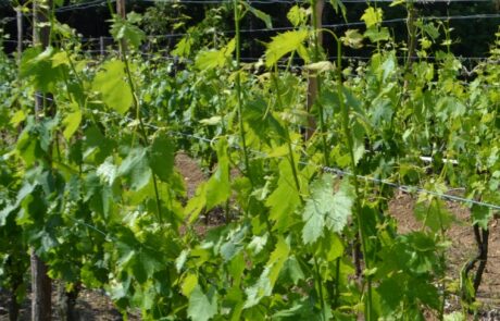 Weingut Toskana Chianti Reben mit grünen Trieben