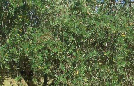 Olive oil from Italy: olive tree in June in Tuscany. Olive oil from Italy: olive tree in June in the olive grove.