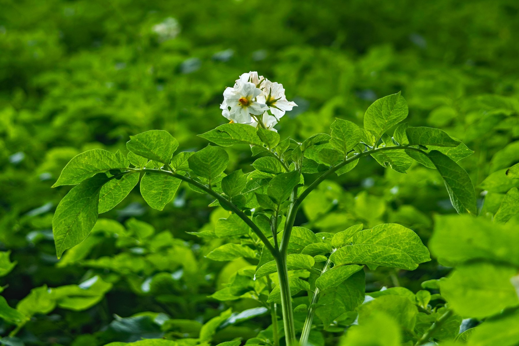 Organic vegetables in Tuscany Italy potato blossom