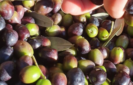 Olive oil from Italy, made from freshly harvested olives in Tuscany. Olive oil from Italy: olives harvested into ventilated crates.