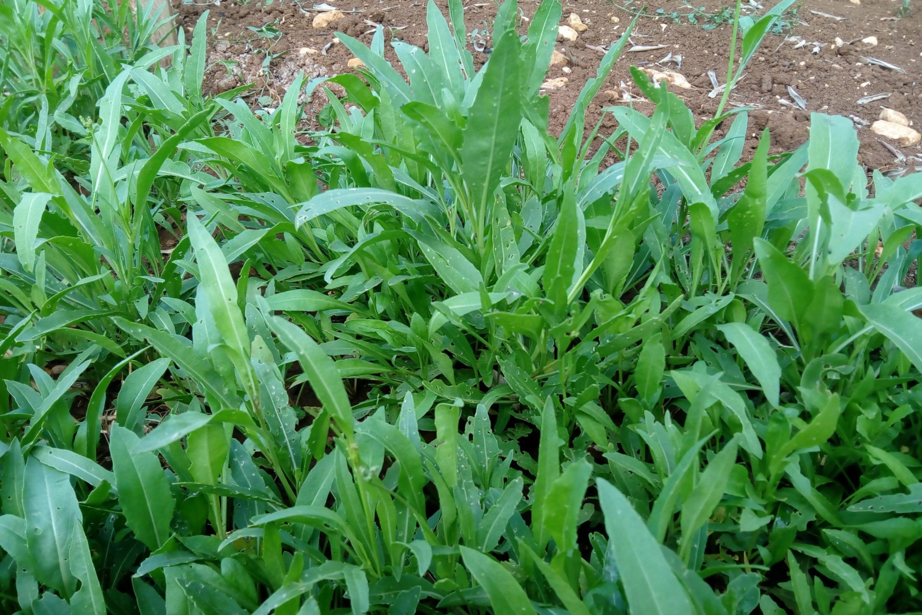 Organic vegetables in Tuscany Italy rocket