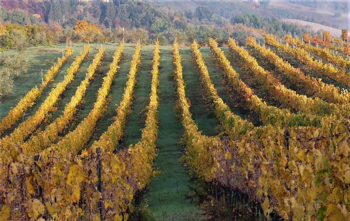 Agriturismo Toskana auf Weingut bei zwischen Siena und Meer