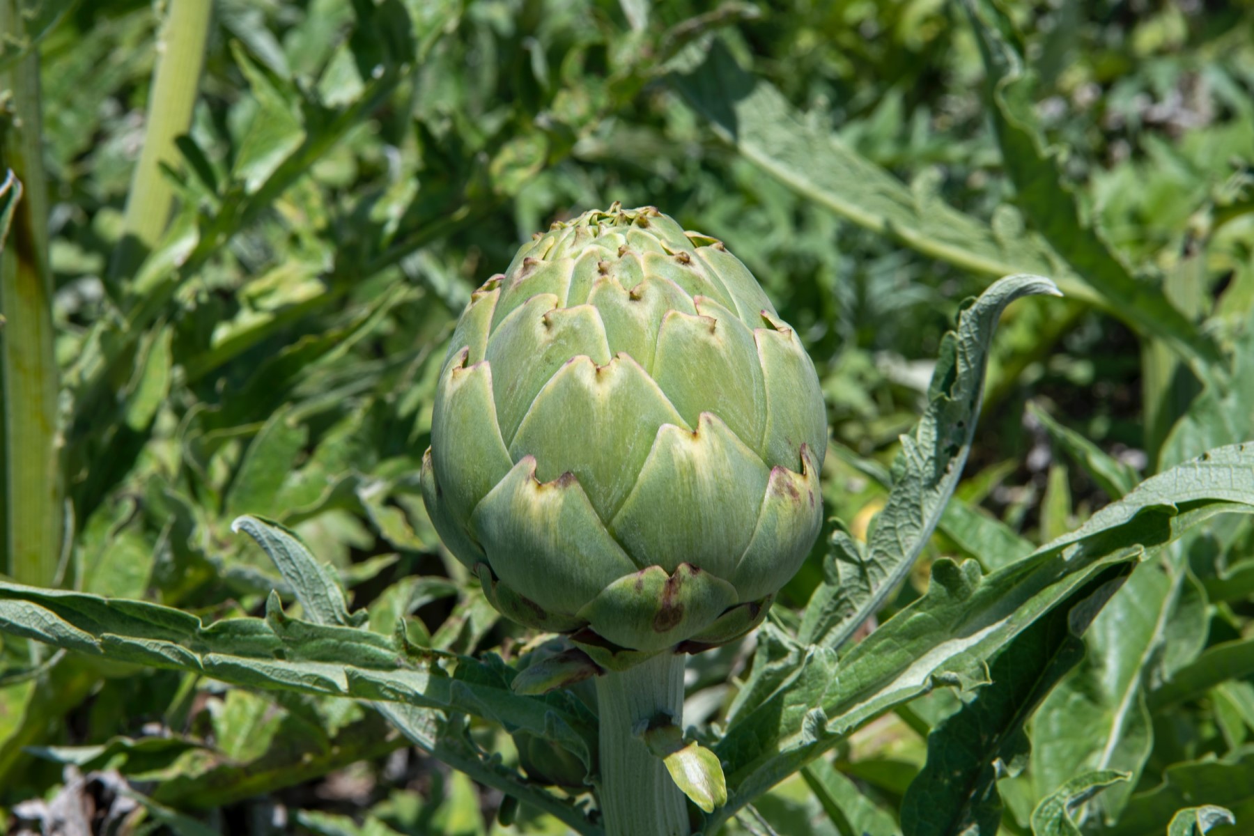 Organic vegetables in Tuscany Italy artichoke