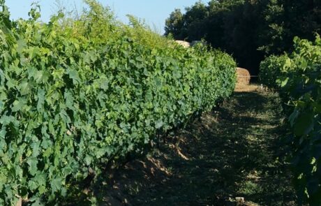 Weingut Toskana Chianti dichte Reben im August