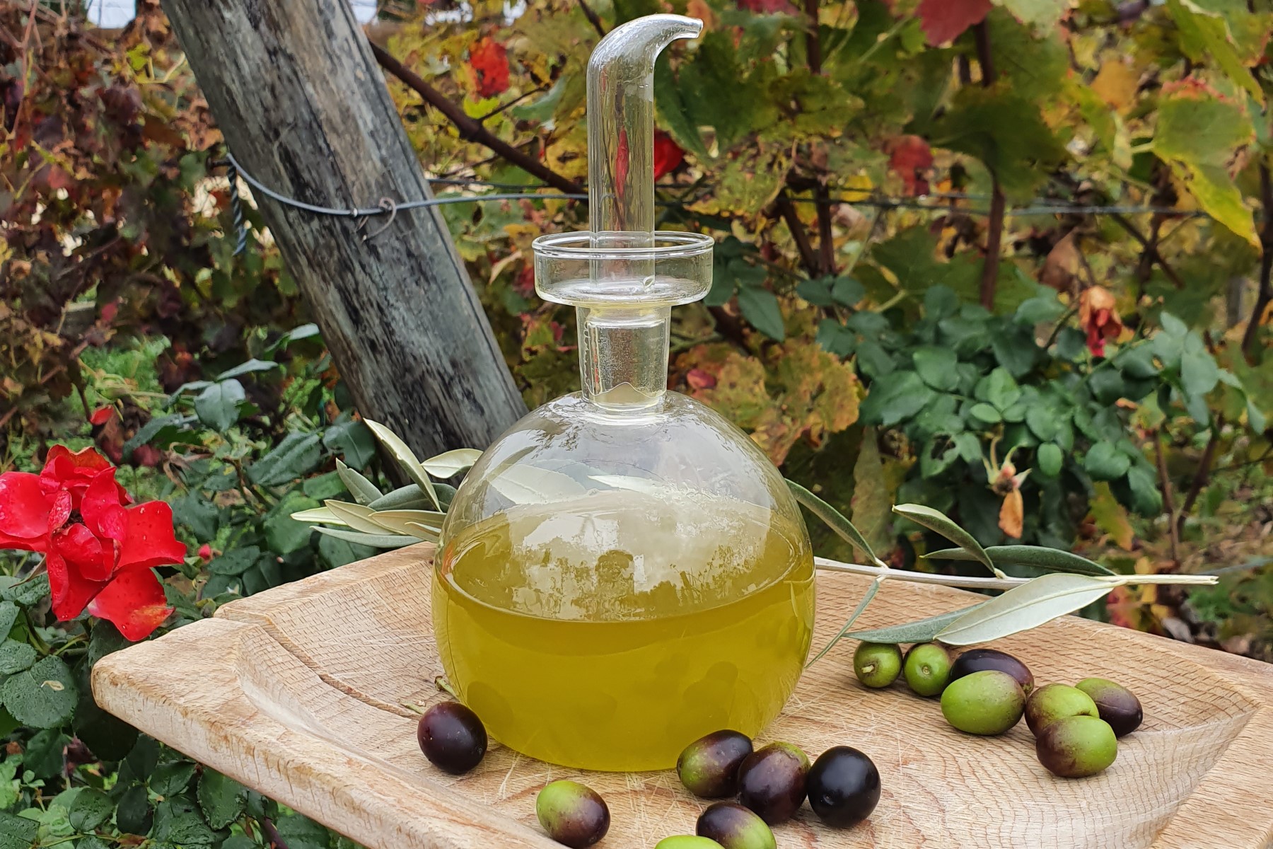 Olive oil from Tuscany, Italy: freshly pressed oil in autumn.