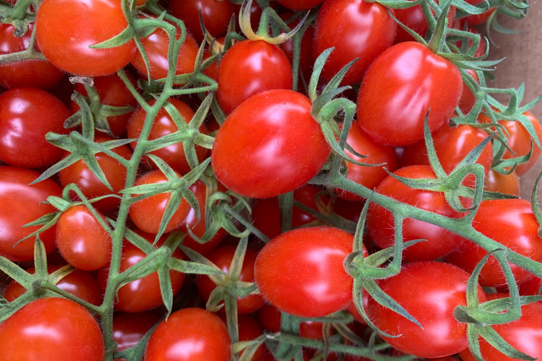 Organic vegetables in Tuscany, Italy – cherry tomatoes.
