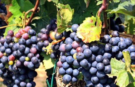 Weingut Toskana Chianti Trauben reifen im August
