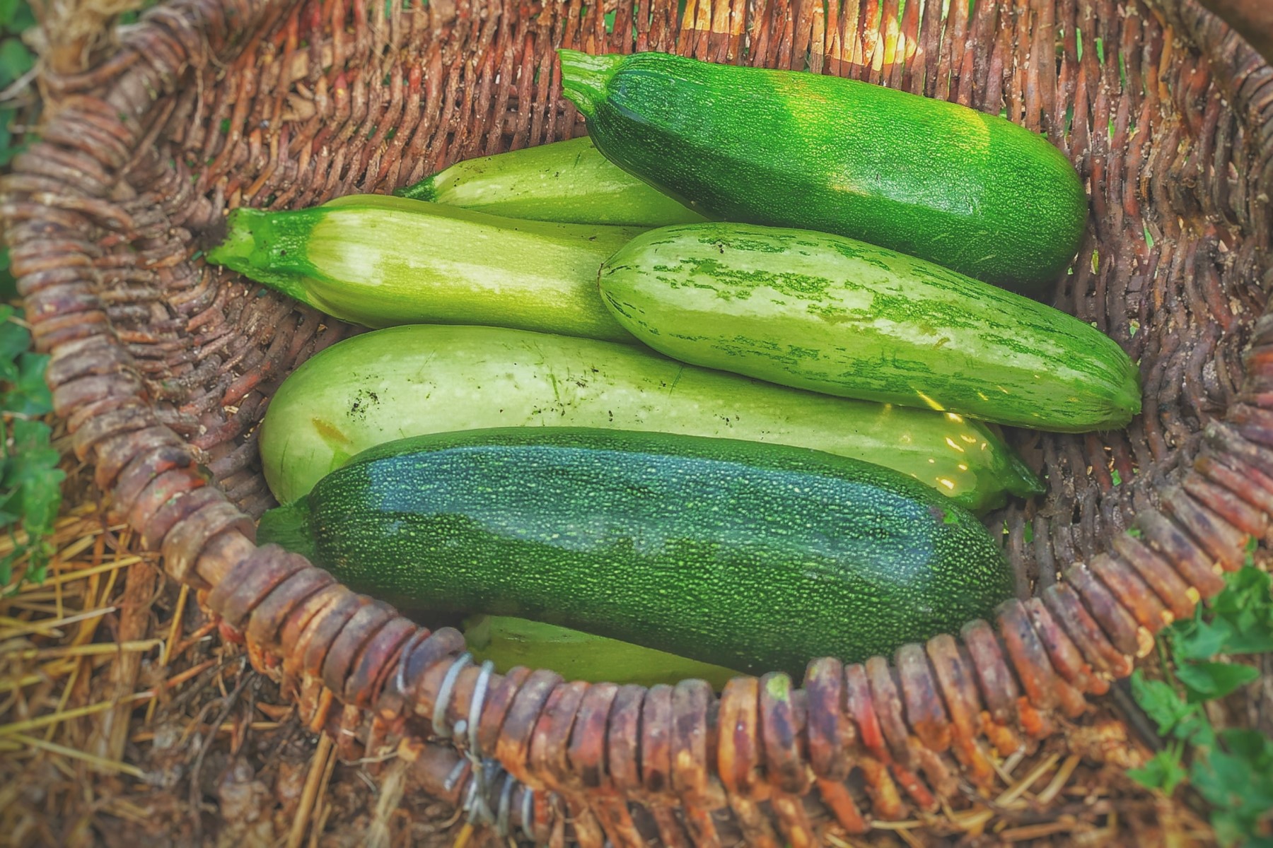 Organic vegetables in Tuscany, Italy – zucchini.