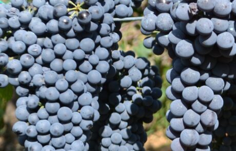Weingut Toskana Chianti reife Trauben im September