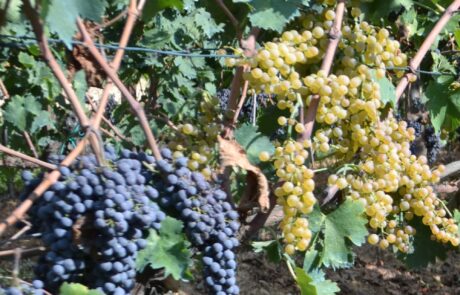 Weingut Toskana Chianti reife Rote und weiße Trauben