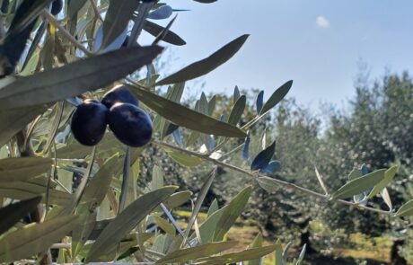 Tuscan olive oil from Italy: ripe black olives on the olive tree. Olive oil from Italy: ripe black olives on the olive tree.
