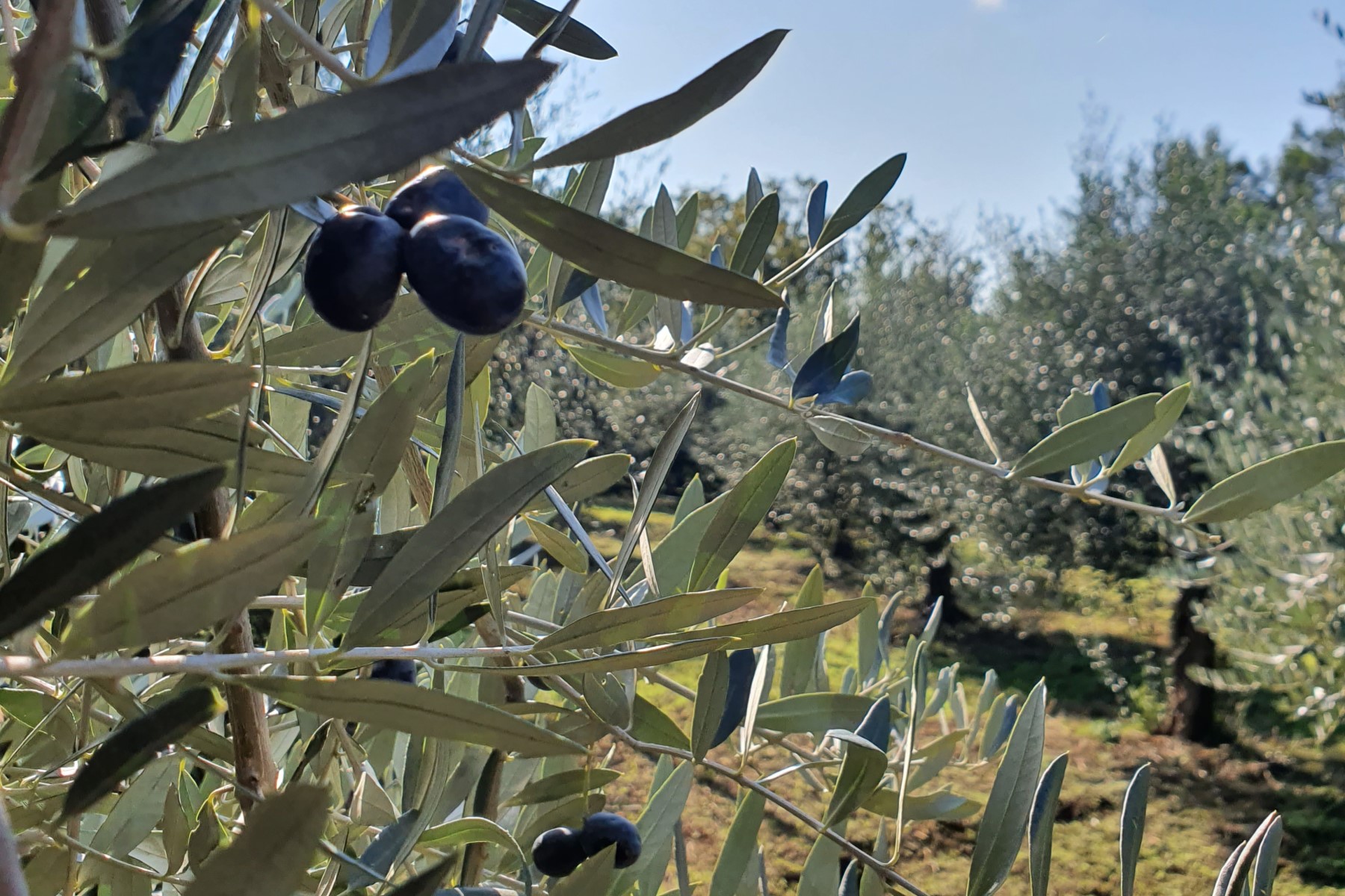 Olive oil from Italy: ripe black olives on the olive tree.