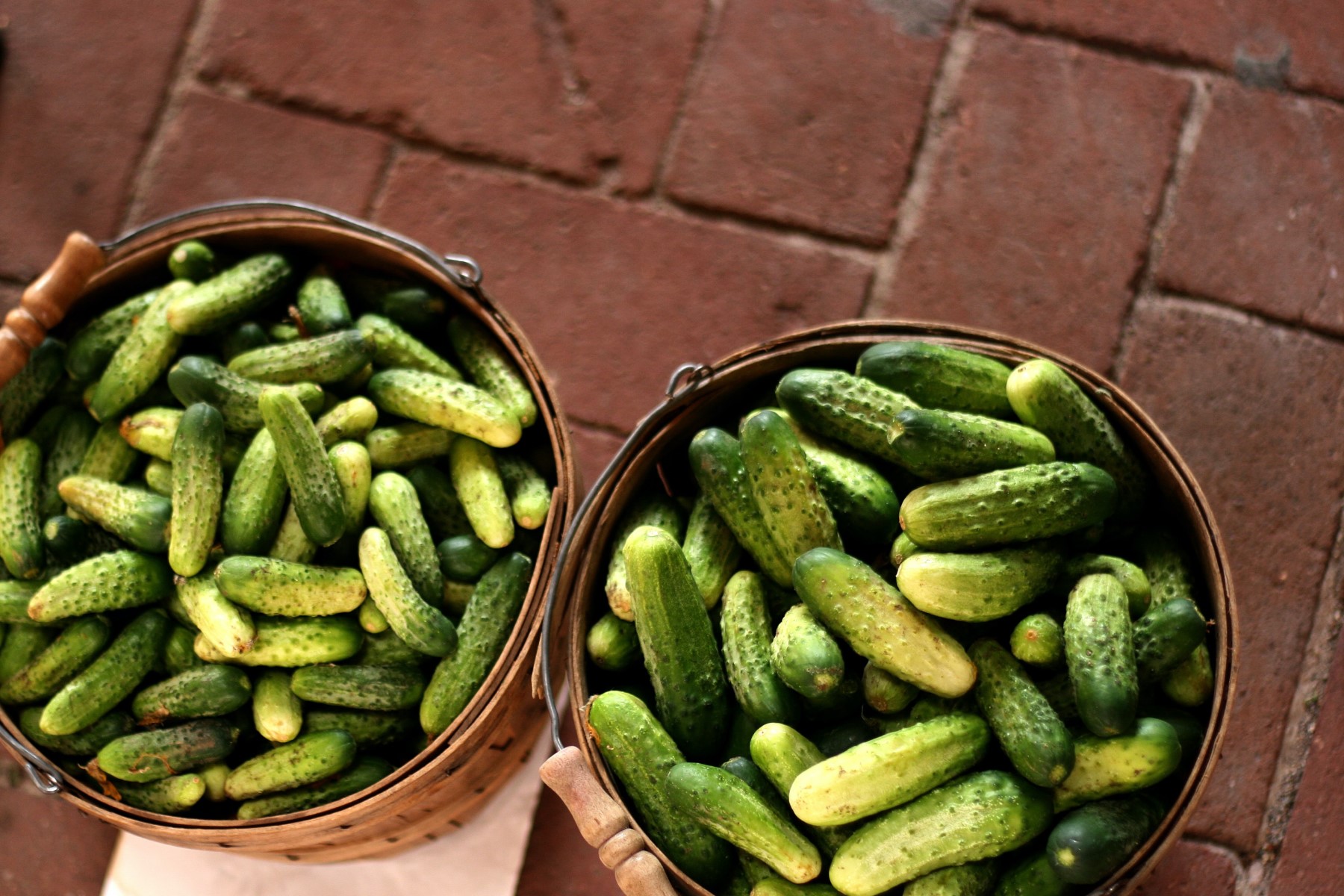 Organic vegetables in Tuscany Italy cucumbers