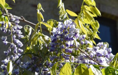 Spring vacation in Tuscany in a countryside house Countryside house in Tuscany, Italy in spring