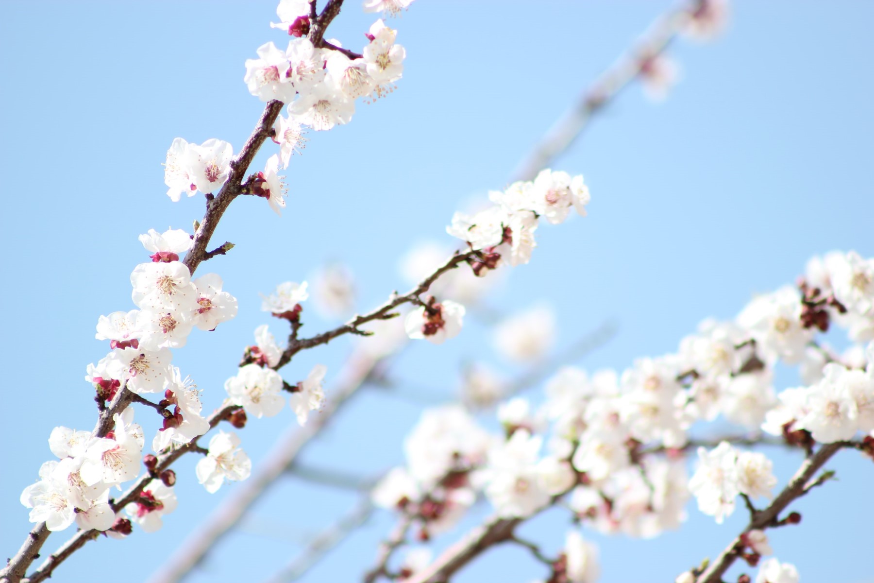 Organic plants in Tuscany Italy cherry blossom