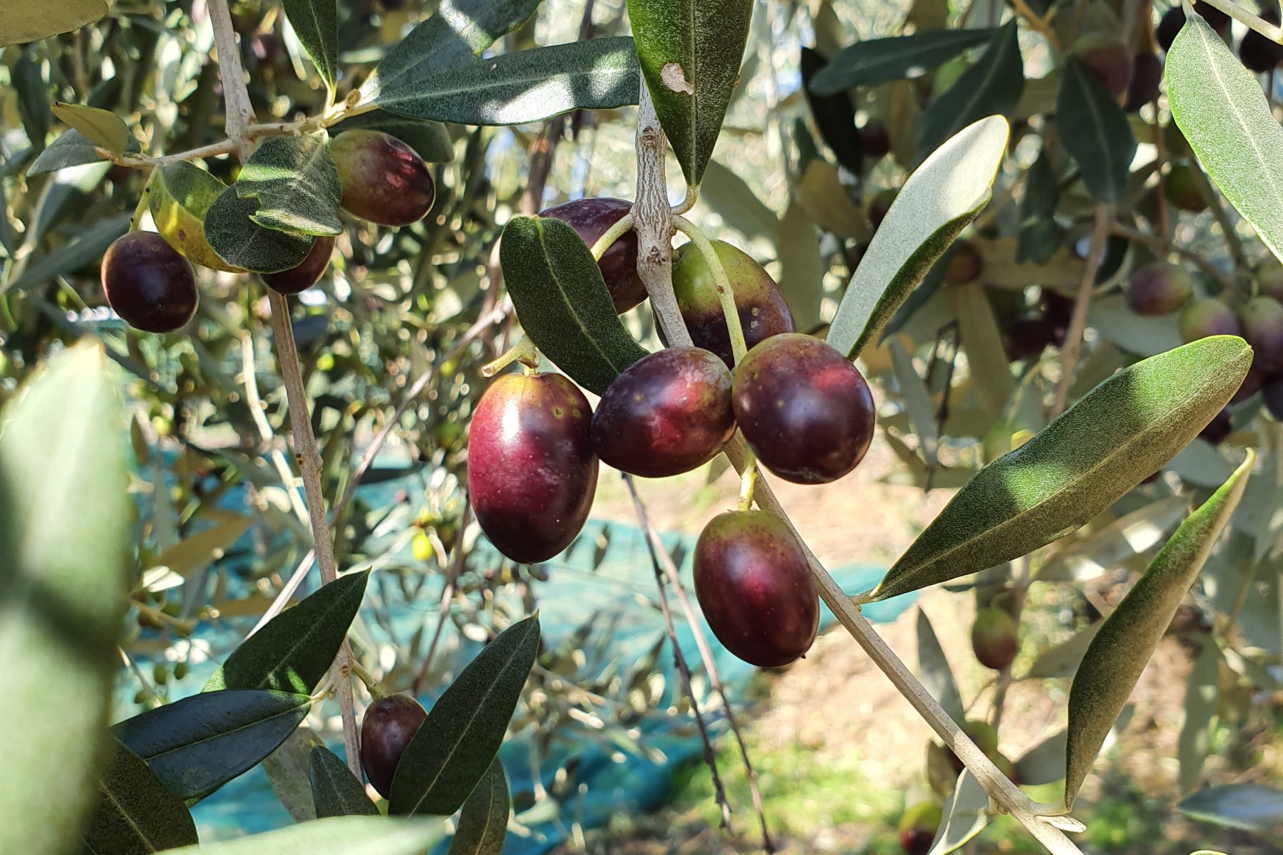 Olive oil from Italy: olives on the olive tree during the harvest, with varied colours.