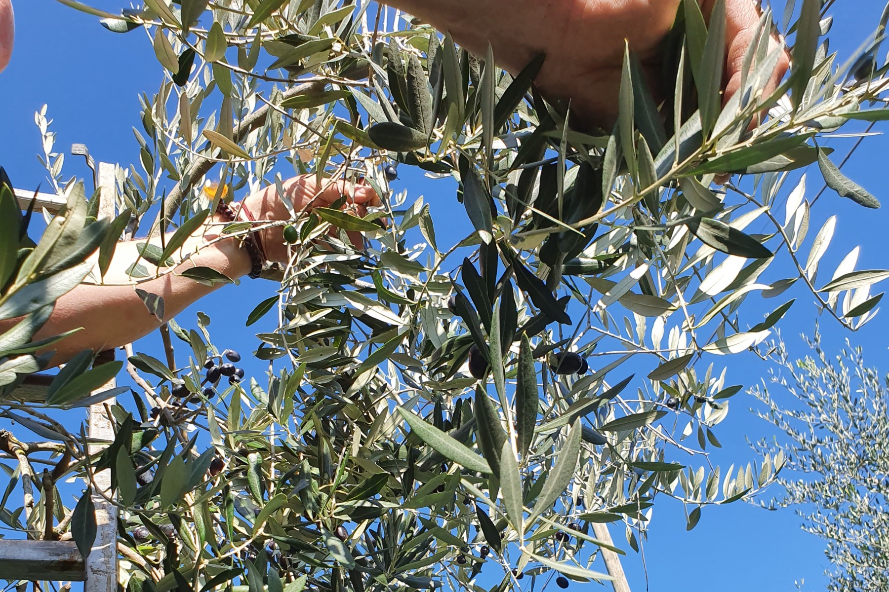 Olive oil from Italy: olives changing colour on the olive tree.