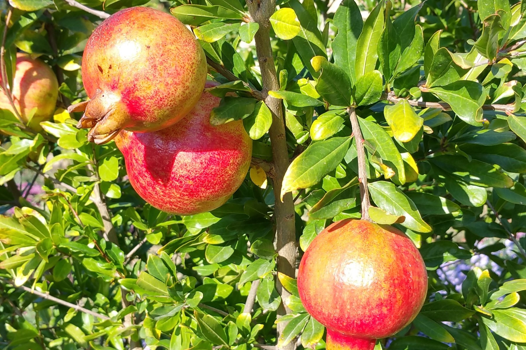 Organic fruits in Tuscany Italy pomegranate