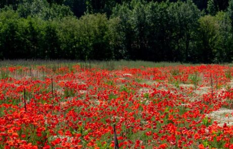Holiday apartment in Tuscany: poppies Holiday apartment in Tuscany, Italy: poppies