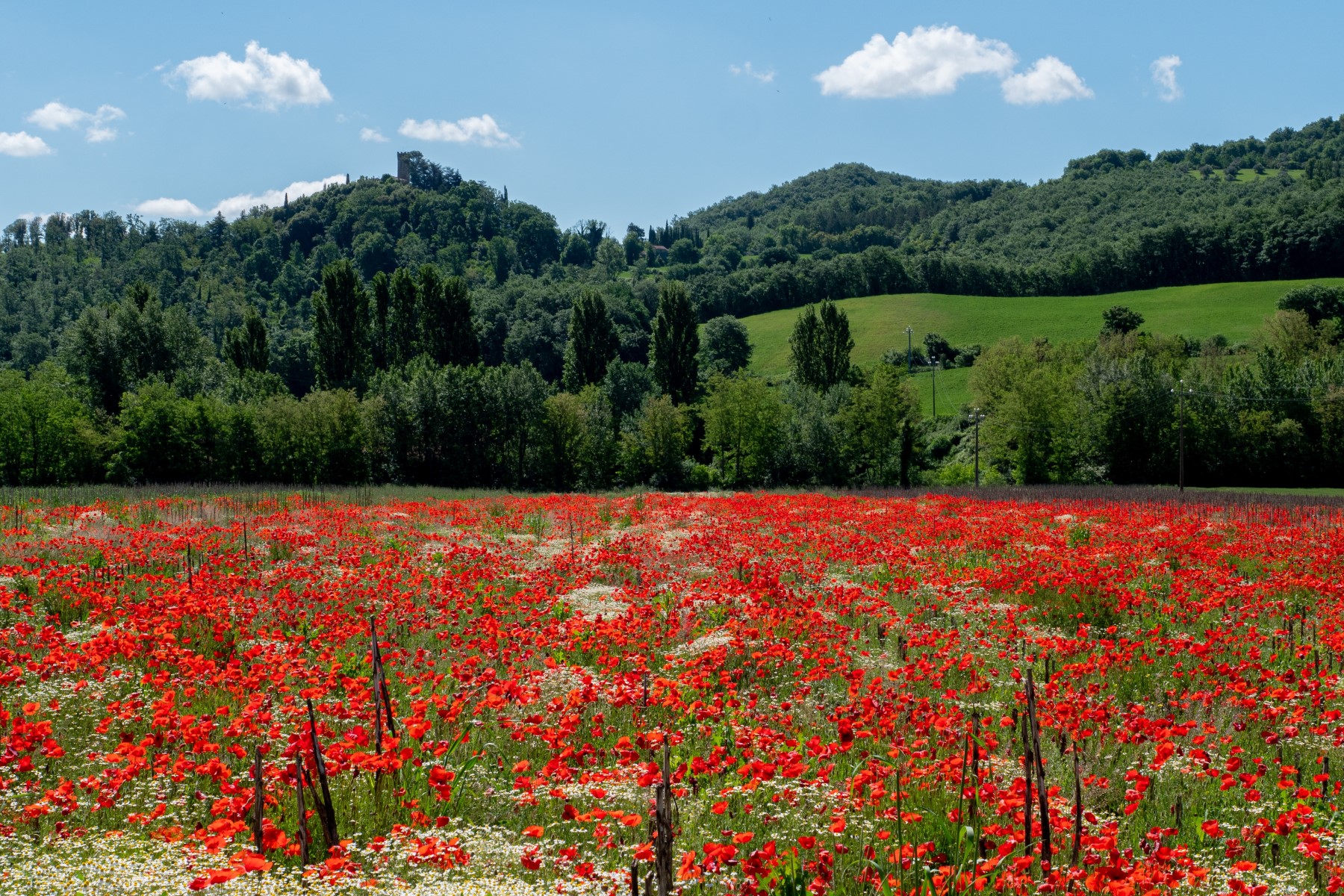 Holiday apartment in Tuscany, Italy: poppies