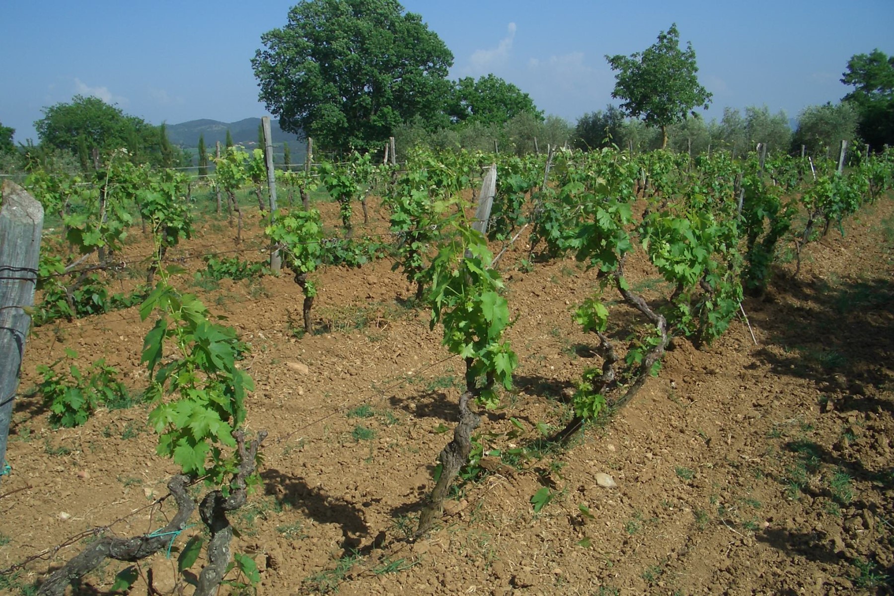 Vineyard in Tuscany in spring in Italy