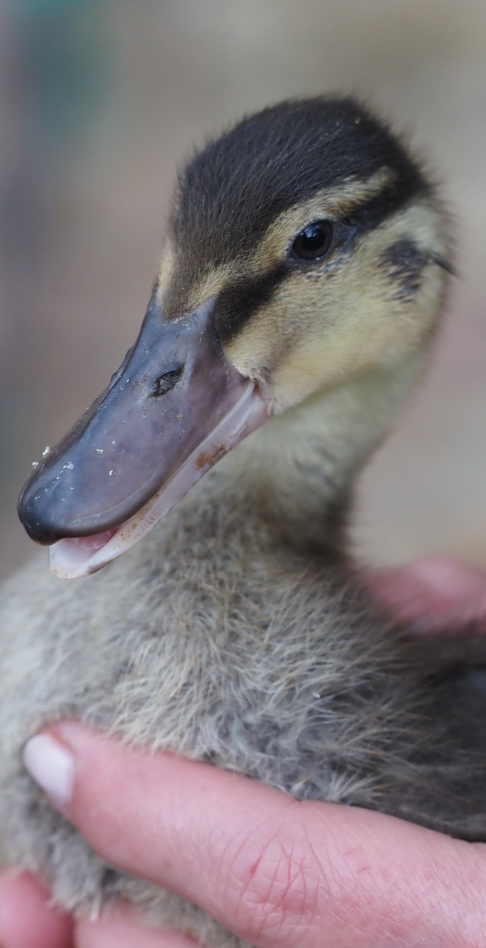 Bio Eier Toskana Italien Ente auf Bauernhof