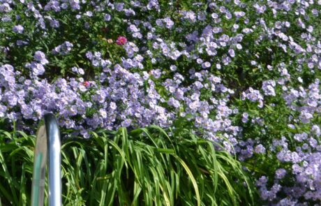 Ferienhaus mit Pool Toskana Blumen am Poolrand mit Steinen