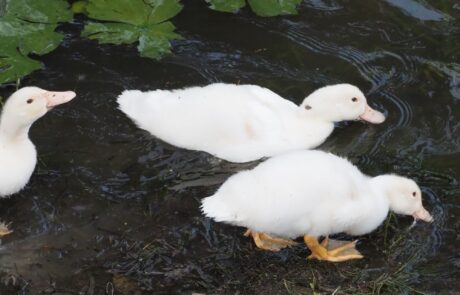 Ferienhaus Tiere Toskana Enten im Teich
