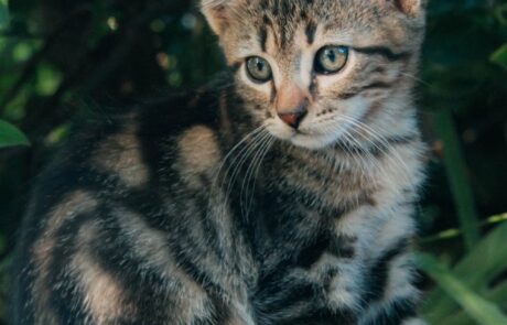 Ferienhaus Tiere Toskana Katze im Garten